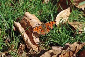 Orange-red butterfly with black speckled wings perched on a fallen leaf amongst the grass